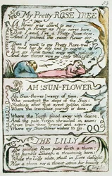 My Pretty Rose Tree, plate 53 (Bentley 43) from The Songs of Innocence and of Experience (Bentley copy L)